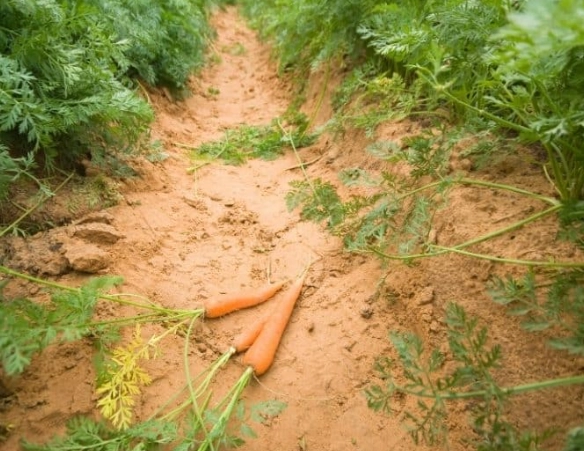 growing carrots guide