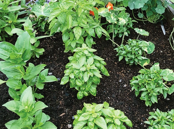 basil leaves description basil leaves description