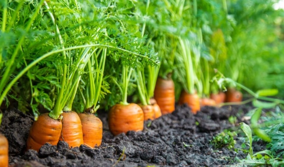 when to plant carrots
