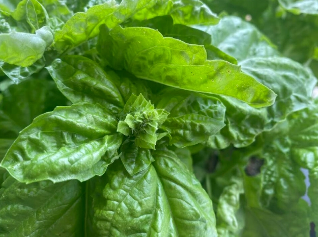 basil leaves description basil leaves description