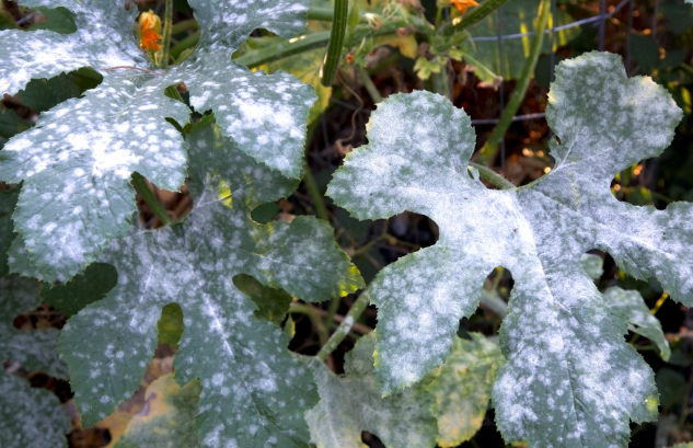 organic fungicide for plants organic fungicide for plants