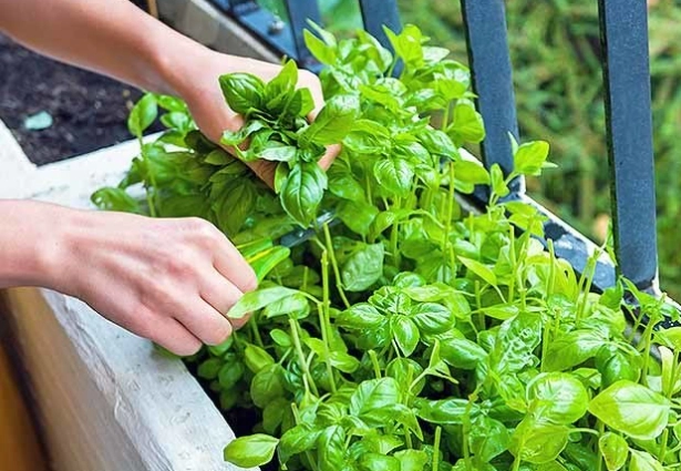 how to prune basil