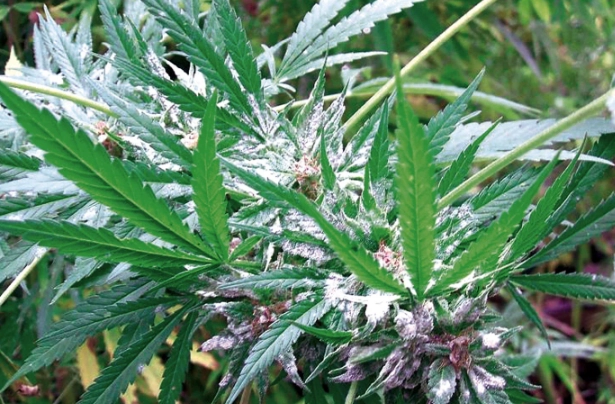 how to treat powdery mildew how to treat powdery mildew