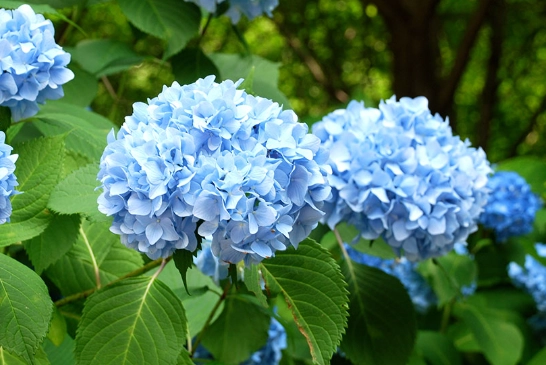 how to care for hydrangeas