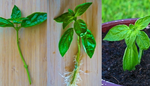 growing basil indoors