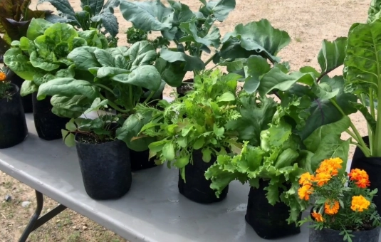 grow bags for vegetables grow bags for vegetables