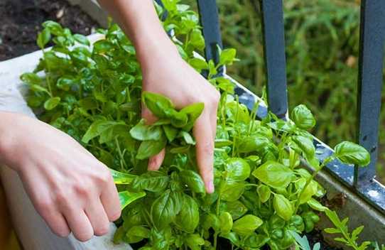 growing basil indoors