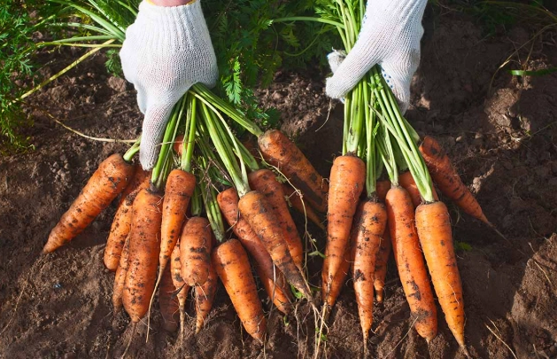 growing carrots guide