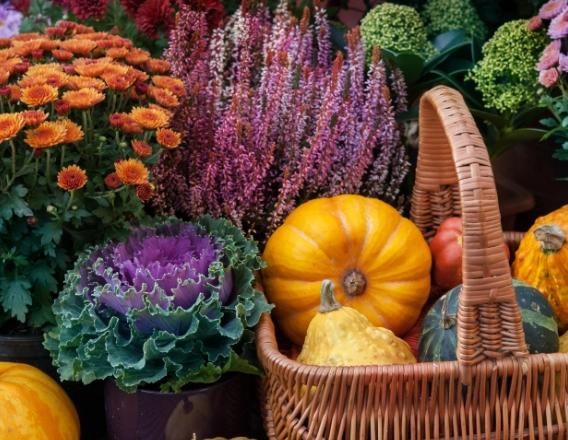 plants for fall color plants for fall color