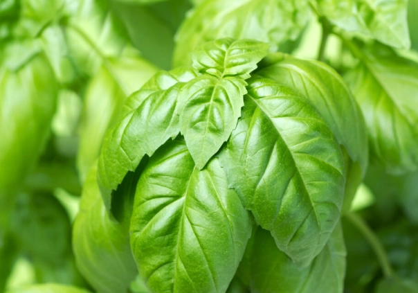 basil leaves description basil leaves description