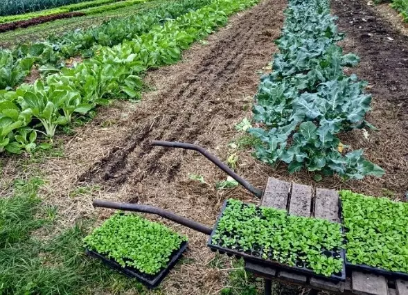 organic garden mulch organic garden mulch