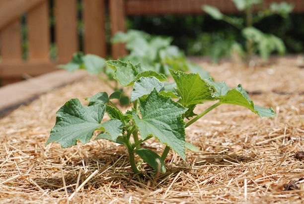 how to mulch a vegetable garden how to mulch a vegetable garden