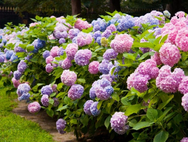 hydrangea plant care