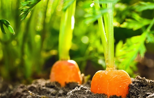when to plant carrots