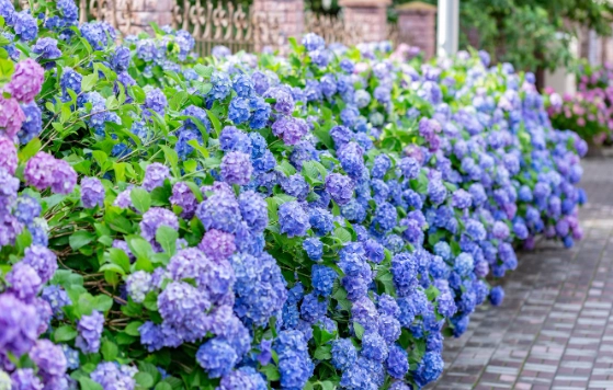 how to care for hydrangeas