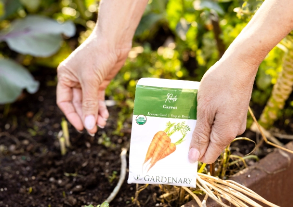 growing carrots guide
