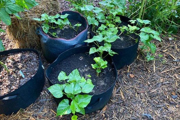 container gardening container gardening