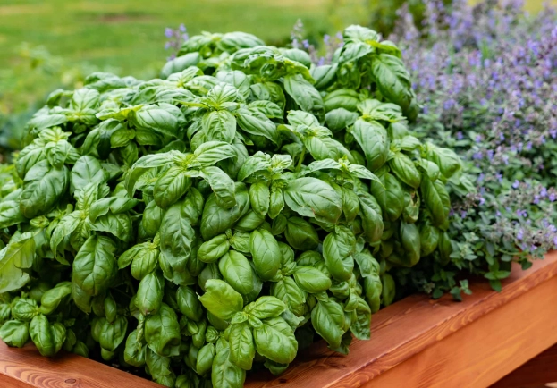 basil plant care