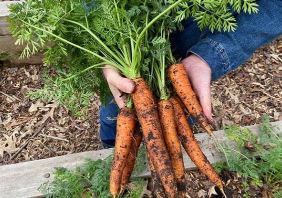 growing carrots guide