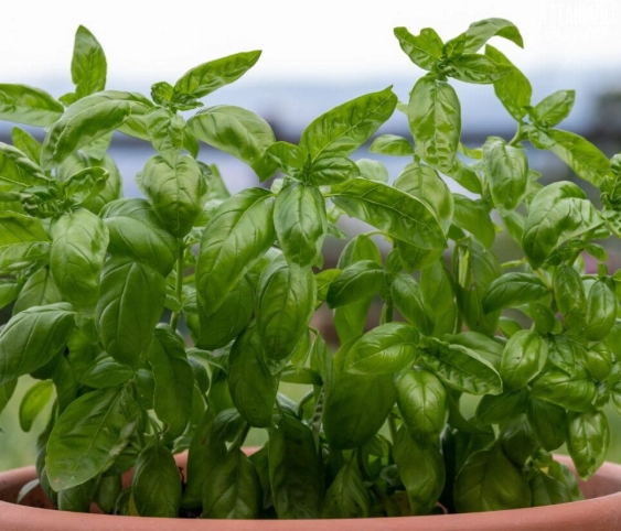 basil plant identification basil plant identification