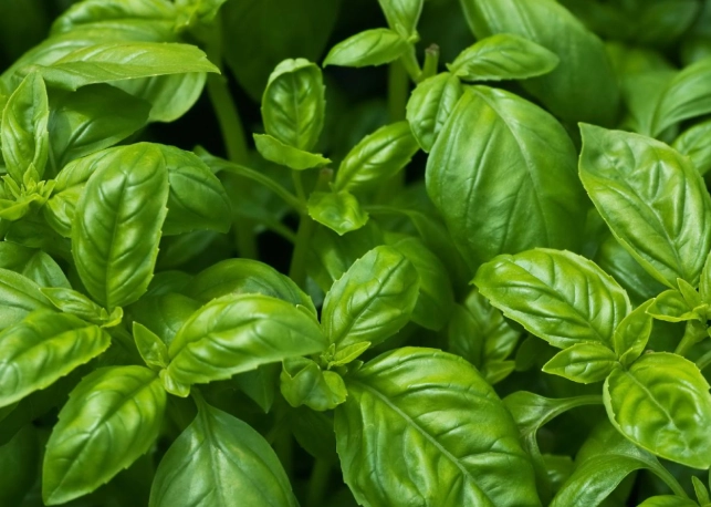 basil plant care