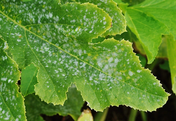 how to treat powdery mildew how to treat powdery mildew