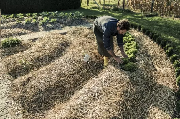 organic garden mulch organic garden mulch