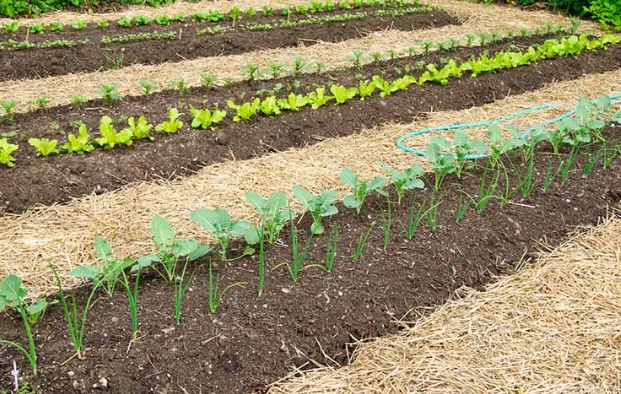best mulch for vegetable gardens best mulch for vegetable gardens