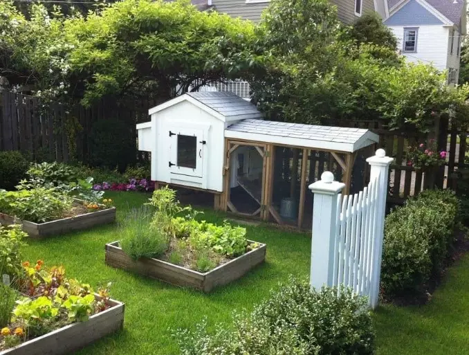 plants chickens can eat plants chickens can eat