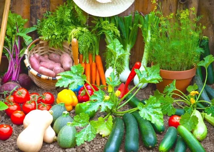 how to grow vegetables how to grow vegetables