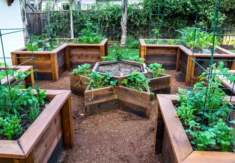 vegetable garden layout