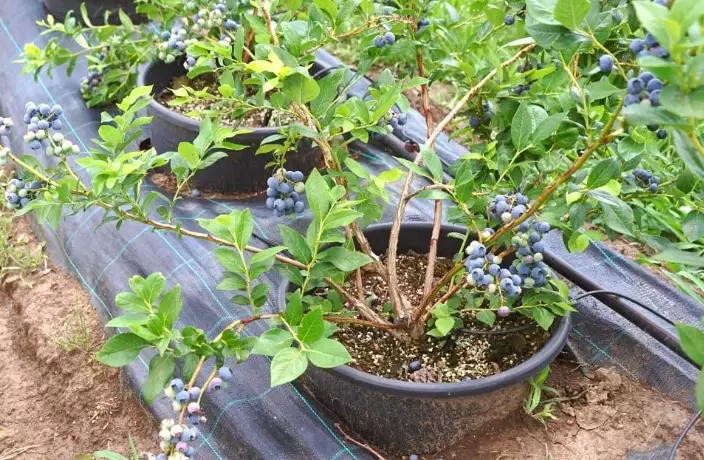 best time to plant blueberries