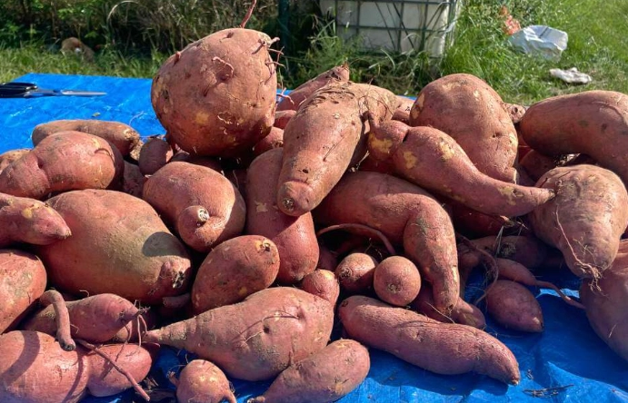 curing sweet potatoes after harvest curing sweet potatoes after harvest