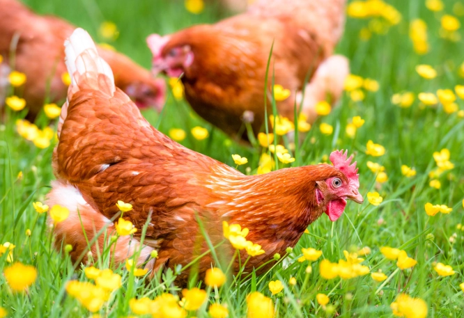 backyard chicken coop garden backyard chicken coop garden