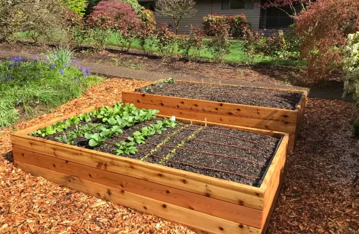 vegetable garden soil