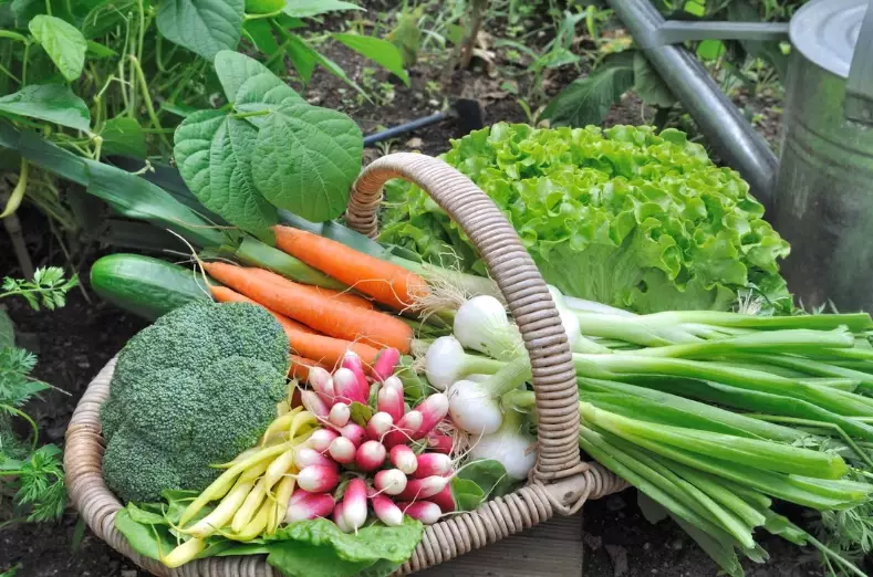 how to grow vegetables how to grow vegetables