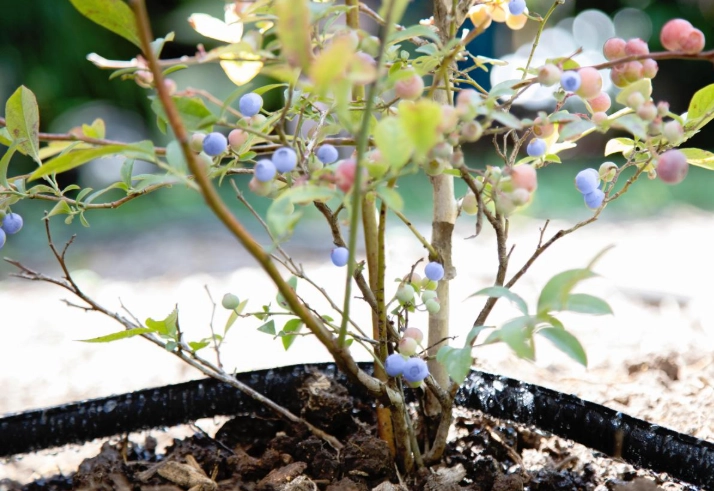 planting blueberry bushes