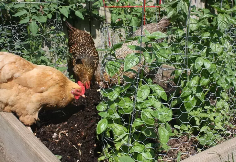 plants chickens can eat plants chickens can eat
