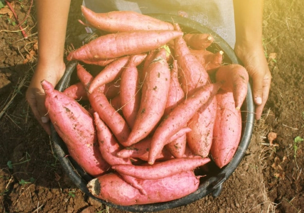 curing sweet potatoes after harvest curing sweet potatoes after harvest