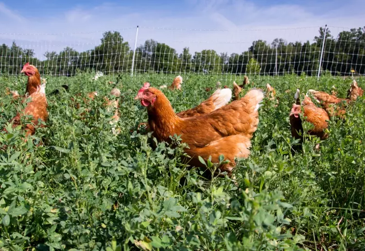 chicken garden ideas chicken garden ideas