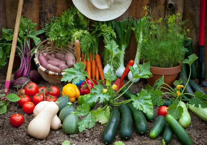 homegrown vegetables homegrown vegetables
