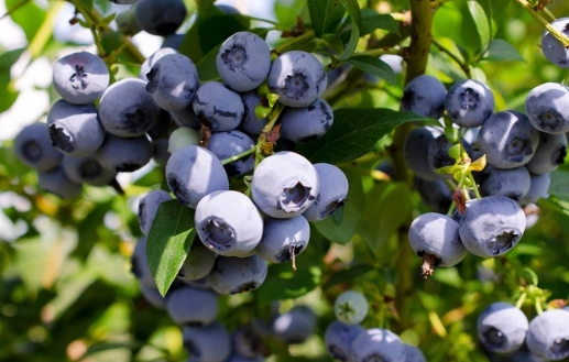 planting blueberry bushes