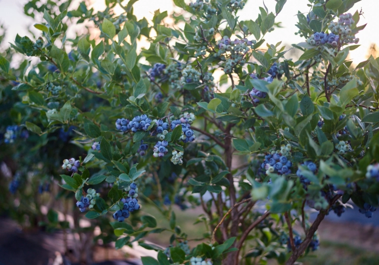 best time to plant blueberries