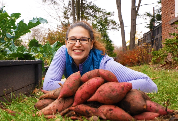 sweet potato curing process sweet potato curing process