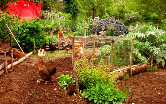 backyard chicken coop garden backyard chicken coop garden