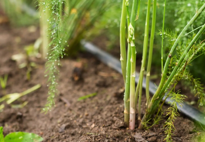 asparagus planting time