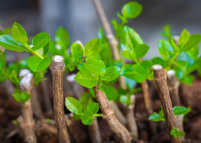 how to propagate plants how to propagate plants