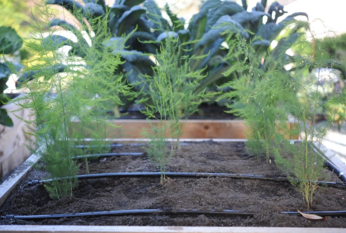 asparagus planting time