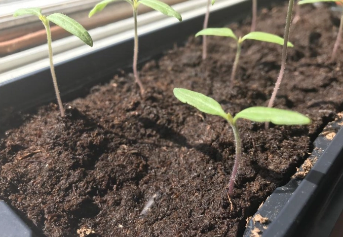 when to transplant tomato seedlings