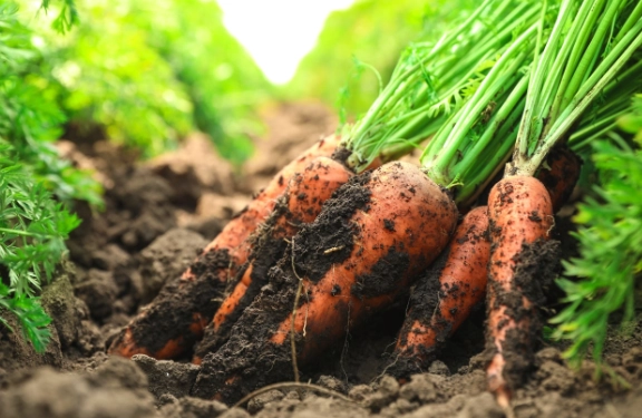 growing carrots from seed growing carrots from seed